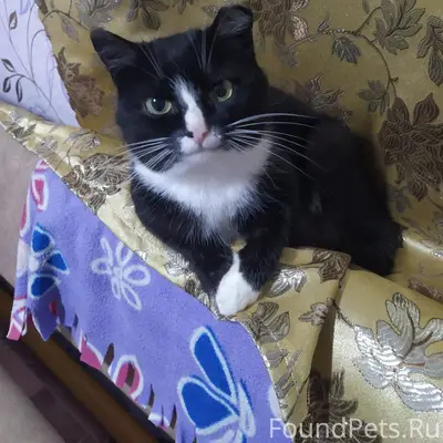 Пропал кот (более недели не пр...