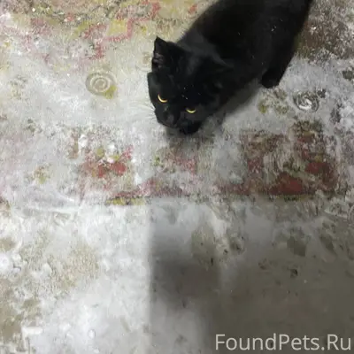 Добрый вечер, приблудился коте...