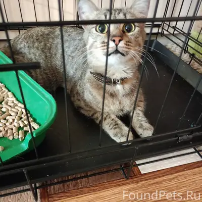 Нашли котика ( кошку) - потеря...