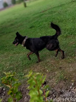 Пропала собака! Кличка Зевс Уб...