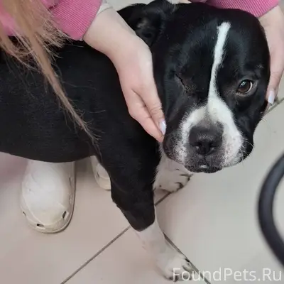 Чей потеряшка? Мальчик в ошейн...