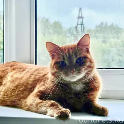 ❗❗❗ПРОПАЛ КОТ❗❗❗ Около 3-4 дне...