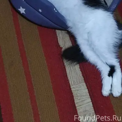 Пропала кошка в районе улицы Л...