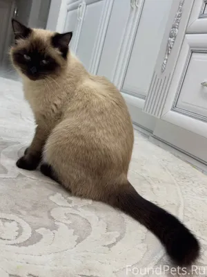 Барсик, мы тебя ищем! Вернись ...