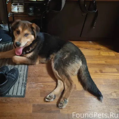 Тула! Найдена собака ❗❗❗Пролет...