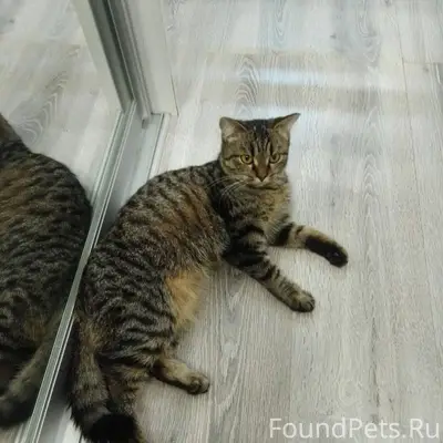 Ласковая кошечка, возраст окол...