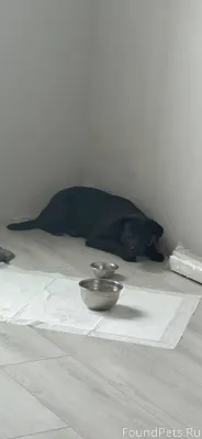 Найдена собака! Симферополь, К...