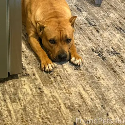 Помогите найти 🆘 В районе 88.....