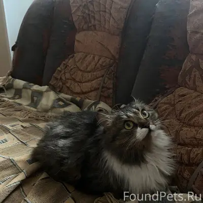 Найдена кошка, в районе вокзал...