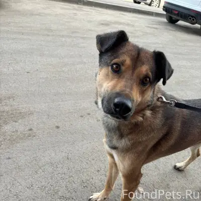 РАЗЫСКИВАЕТСЯ В посёлке Звёздн...