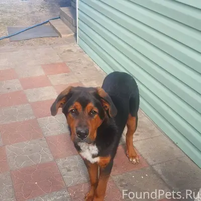 Пропала собака в районе ж/д...