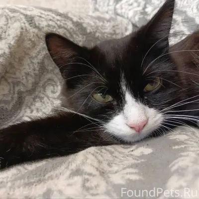 Вчера пропал кот, после стерил...