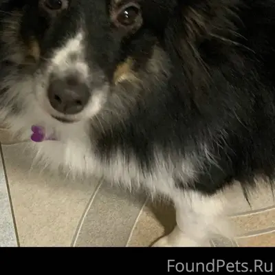 Добрый день. Час назад во двор...