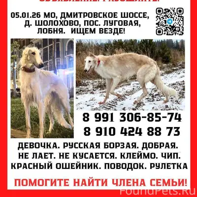 Русская борзая