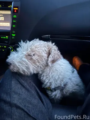 Найдена собака (фокстерьер) с ...