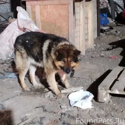 Найдена собака! Пожалуйста, ма...