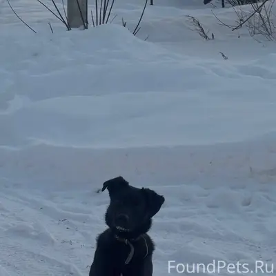 Пропала собака в районе Ванят ...