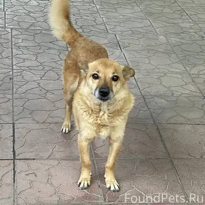 Пропала моя собака по кличке В...