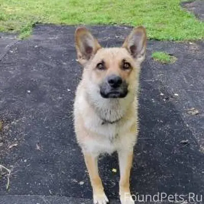 ПОМОГИТЕ НАЙТИ ДОМАШНИХ ЛЮБИМЦ...