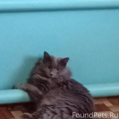 Пропали два кота по улице Твер...