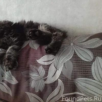 ПОТЕРЯЛСЯ КОТЁНОК! Пропал котё...