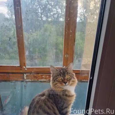 Здравствуйте, пропал кот, клич...