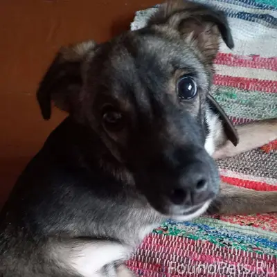 Пост по просьбе . Цемгигант. Н...