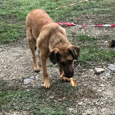 Пгт. Коктебель, позади дома пе...