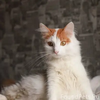 Пропала кошка, в районе Рига (...