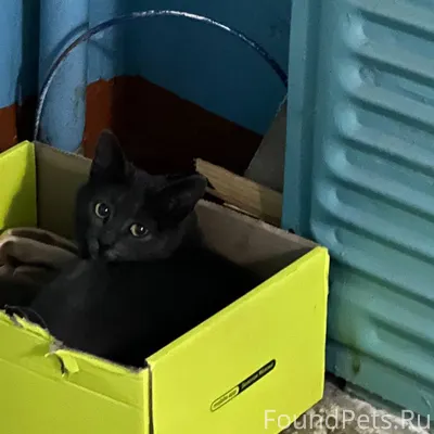 Найдена кошка в районе кинотеа...