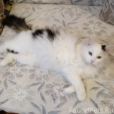 Пропал кот 24.01, может кто...