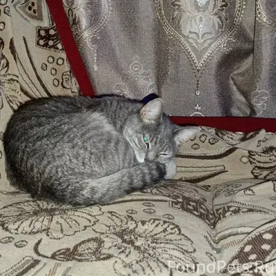 Пропала кошка, территориально ...