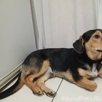 Найдена собака в районе между ...