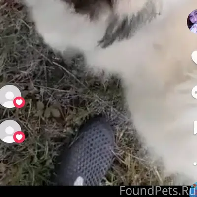 ПОИСК ПРОДОЛЖАЕТСЯ❗❗❗ПРОПАЛ В ...