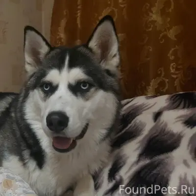 Потерялась в тюбуке собака пор...