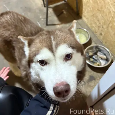 Потерялась собака, порода Хаск...