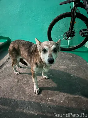 В подъезде Победы 44 сидит пес...