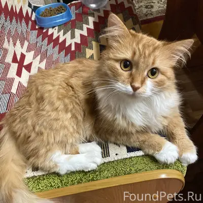 Срочно ищу для кошки новых хоз...