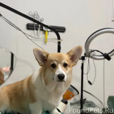 Помогите найти собаку Корги, к...