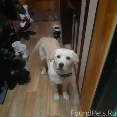 Найден щенок. Милый и замерзши...