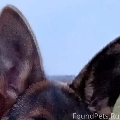 Пропала собака породы немецкая...