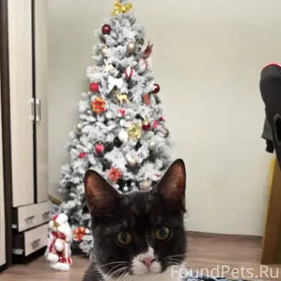 Найден котёнок, район Московск...