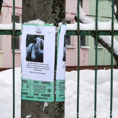Пропала собака