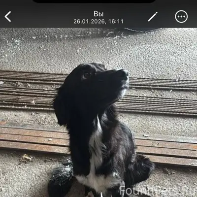 ‼️Найдена собака, пришла и не ...