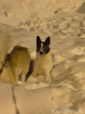 Здравствуйте, район розовых до...