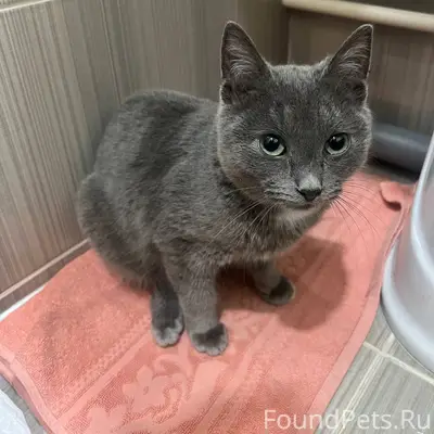 Найден кот 24 января в районе....