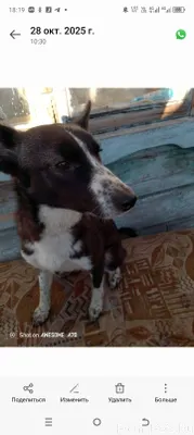 Пропал щенок‼️ Отзывается на к...
