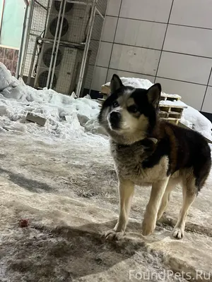 Кто потерял собаку?( Бегает на...