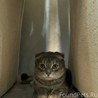 Пропал кот, если где-нибудь ув...