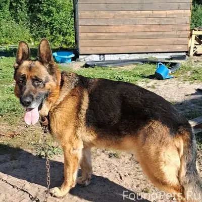 В с.Деревянное потерялся пес А...